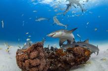 Los arrecifes de coral, en riesgo de perder sus tiburones y rayas