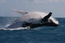 Las ballenas cambian el canto por la lucha para competir por el amor