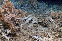 Descubren coral en Galápagos