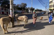 Por las mañanas las personas acuden a estos puestos distribuidos en el sur de Quito, para comprar la leche de burra.