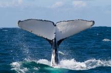 ballenas jorobadas