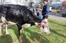 La vaca fue encontrada en una autopista, en Quito.