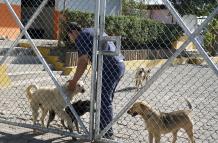 Perros en rehabilitación