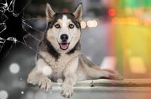 Hecho. Husky perdió la vida tras ser atropellado por un conductor imprudente y piden a las autoridades más compromiso por los derechos de los animales