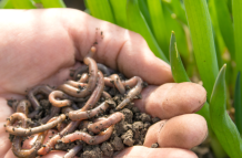 Las lombrices de tierra contribuyen a la producción de alimentos.