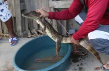 El caimán rescatado en Durán.