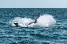 Ya se puede apreciar el avistamiento de ballenas en Ayangue.