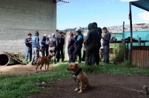 Perros maltratados - Quito - Clausura