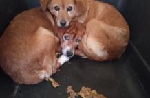 Perras abusadas en Quito - Maltrato animal - Autoridades