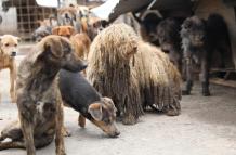 maltrato animal en Quito