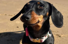 Valeria, la perrita que sobrevivió 16 meses en una isla