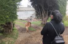 Los cuerpos sin vida de perros callejeros aparecieron en matorrales y barrios populares.