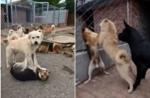 El perro Chad o Aura impone respeto en una jauría de China.