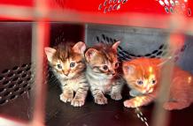 Maltrato animal - Quito - rescate