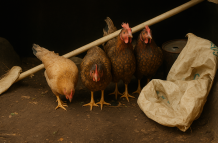 Robo de gallinas en Llano Grande, Calderón, norte de Quito. | Imagen creada con ChatGpt