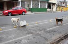 Perros callejeros Ecuador