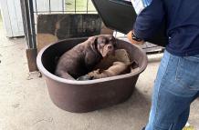 Maltrato animal - Quito - rescate