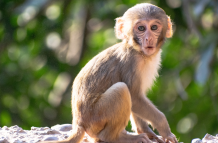 Un video de una señora reclamando por que le arrebataron a su 'mono mascota' se viralizó en redes.