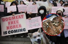 Carne de perro