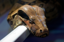 El cadáver del granjero estaba completo en el interior del animal.