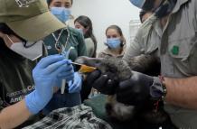 Cóndor - Ecuador - intoxicada