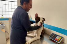 Maltrato animal - perro maltratado - pitbull maltrato