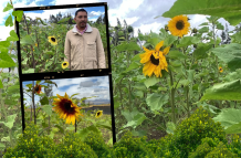 El Jardín de Girasoles en Salcedo