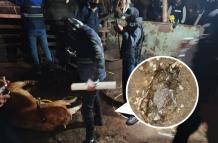 Camal clandestino - chanchos - faenamiento