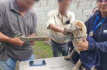 En perrito estaba con una soga en su cuello y no podía moverle libremente.