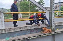 BOMBEROS RESCATAN PERRO EN PUENTE