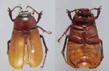 NUEVO-ESCARABAJO volcán Sumaco