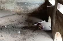 FETO PLAYA LAS PALMAS