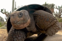 La tortuga de Galápagos Gramma
