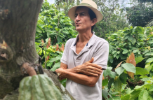Cacao en Manabí.