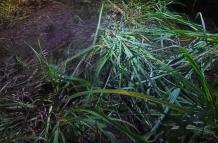 Lugar donde un hombre fue asesinado en Naranjito