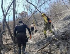 bosque quemado