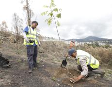 Reforestación tras incendios en Quito