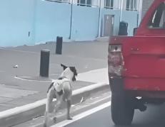 Captura de pantalla del momento en que una persona abandona al can.