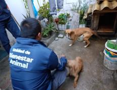 perritas rescatadas en Carapungo