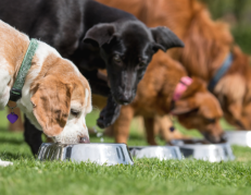 Conoce el horario ideal para alimentar a tu perro.