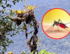 fiebre amarilla en Ecuador