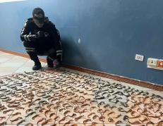 Incautan caballitos de mar en Tulcán