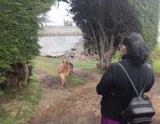 Los cuerpos sin vida de perros callejeros aparecieron en matorrales y barrios populares.