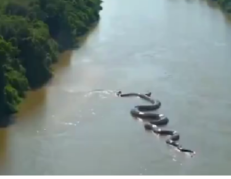 Anaconda gigante en el Amazonas