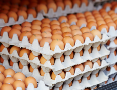 Huevos