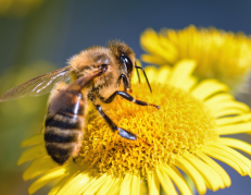 Abeja