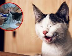 Gato usado para transportar droga