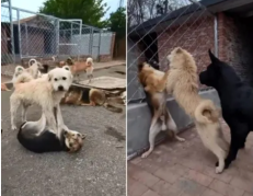 El perro Chad o Aura impone respeto en una jauría de China.