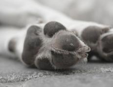 Perro atropellado en Guayaquil