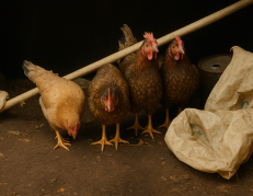 Robo de gallinas en Llano Grande, Calderón, norte de Quito. | Imagen creada con ChatGpt